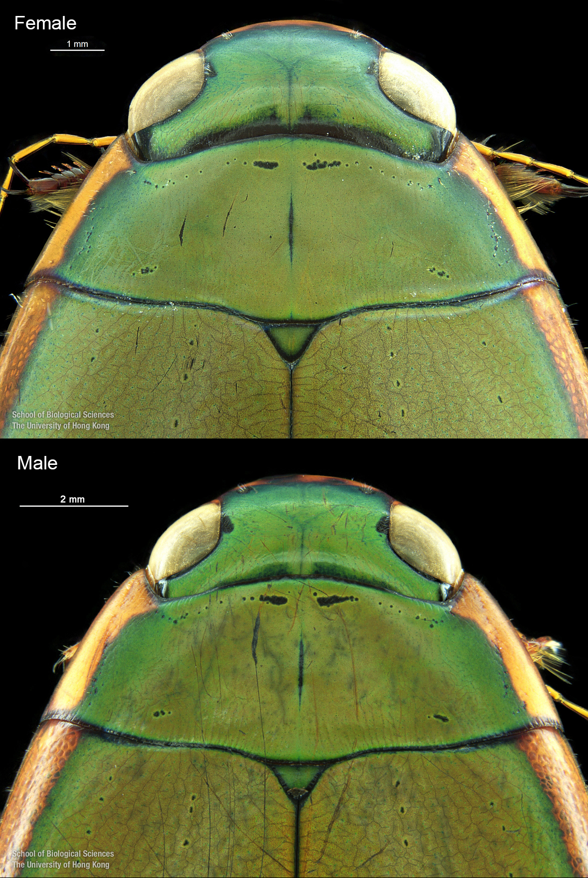 Cranium and pronotum (dorsal view)